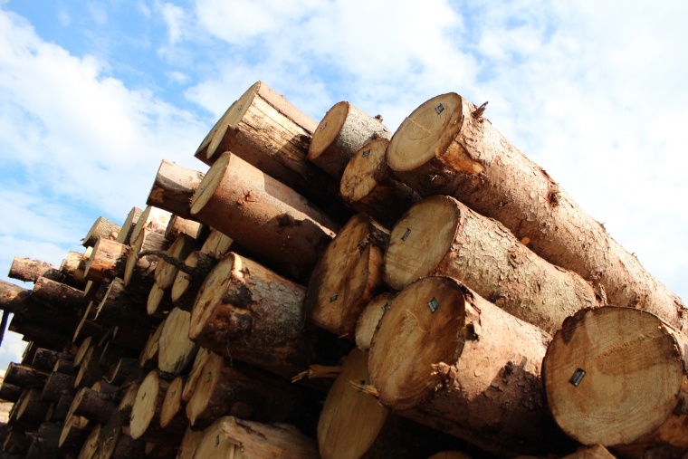 Sale of forest timber assortments Forestry services and sales of timber MMG Les d.o.o.